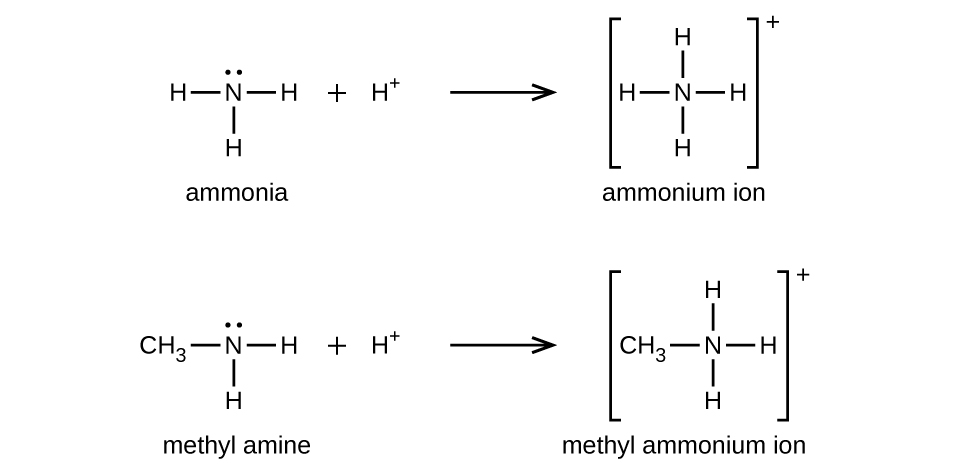 Протонирование аммиака H3N + H+ → NH4+ и метиламина CH3-NH2 + H+ → CH3-NH3+ с образованием иона аммония и иона метиламмония.